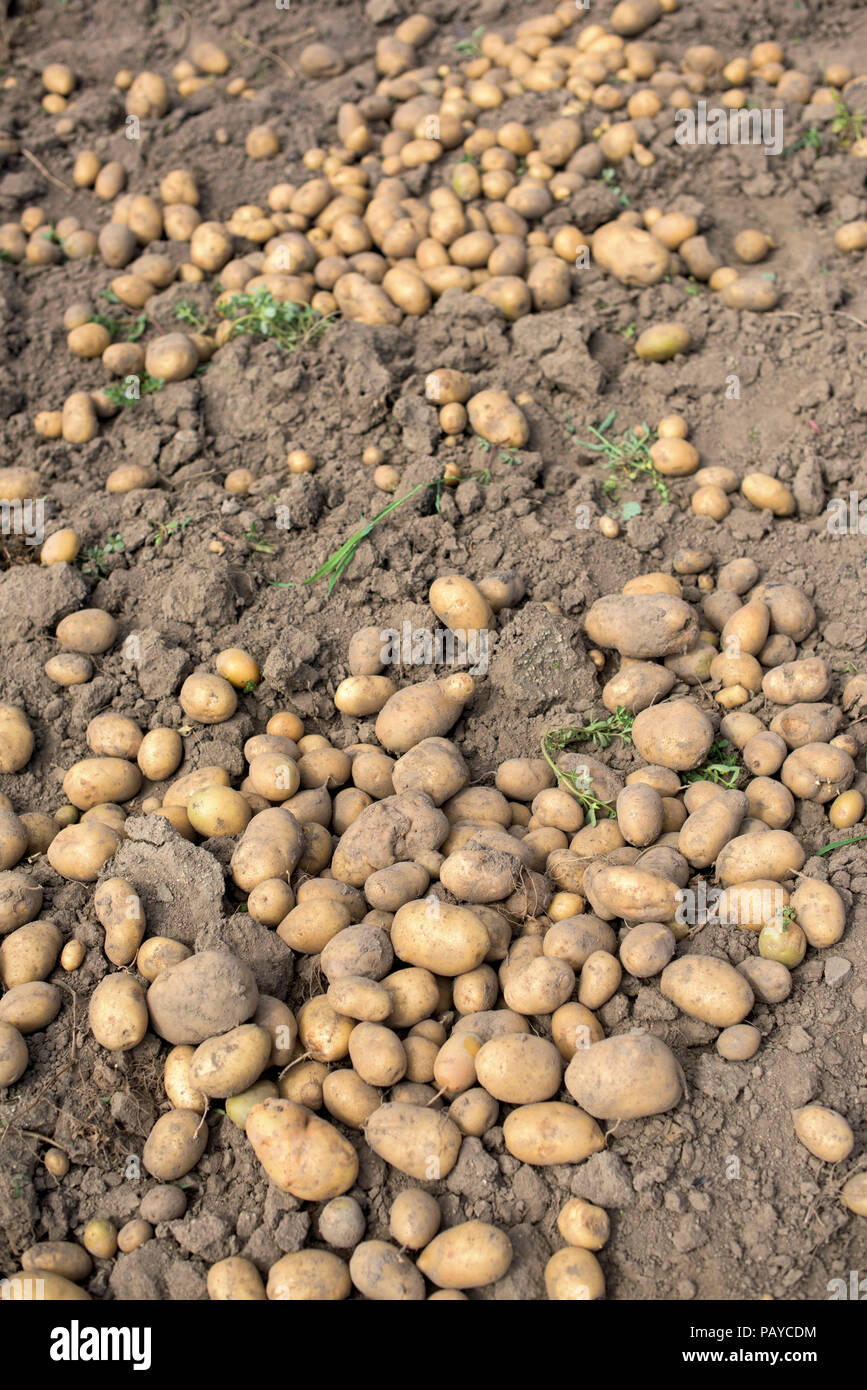Wie Erkenne Ich Ob Die Kartoffeln Reif Sind Kartoffeln ernten garten -Fotos und -Bildmaterial in hoher Auflösung