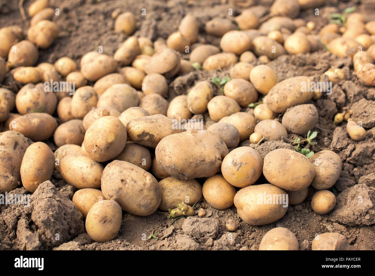 Reif Kartoffeln Aus Der Erde In Ein Ackerland Stockfotografie Alamy