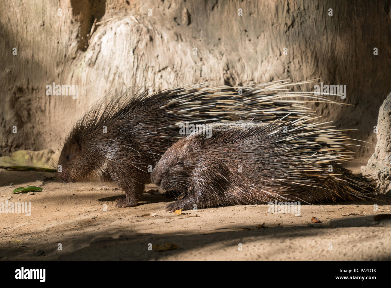 Malaiische Stachelschwein, Himalaya oder große Krümmungsanalyse mit Stacheln Krümmungsanalyse mit Stacheln Krümmungsanalyse mit Stacheln Stockfoto