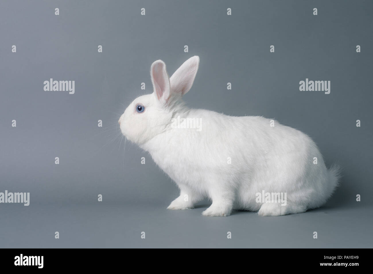 Wunderschöne weiße Baby bunny Kaninchen mit riesigen Ohren auf eine nahtlose grauer Hintergrund Stockfoto