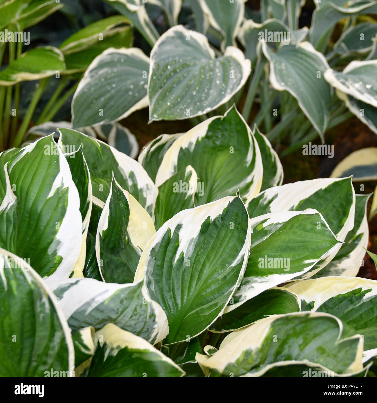Hosta minuteman Anlage Stockfoto