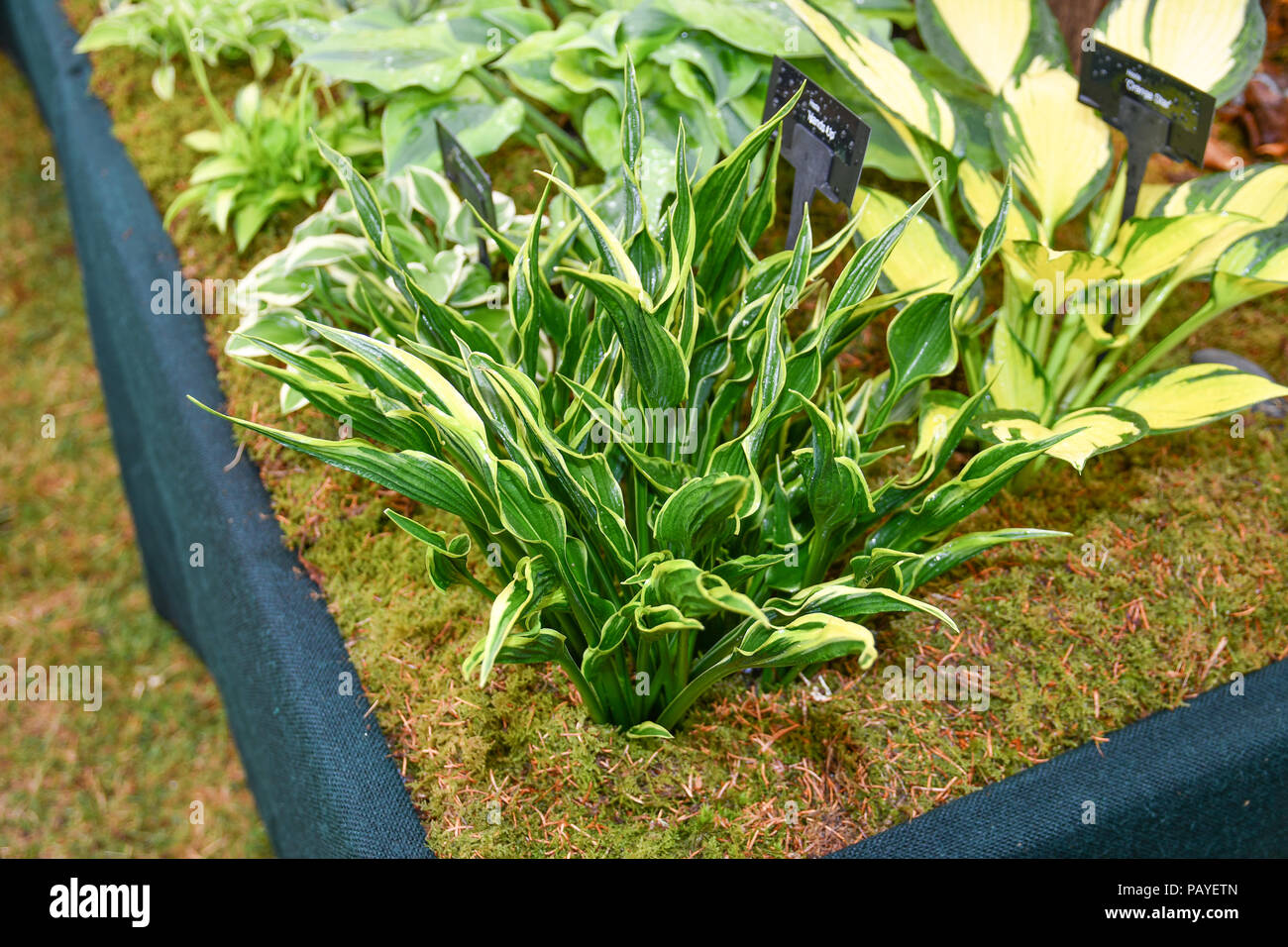 Hosta Hände Werk Stockfoto