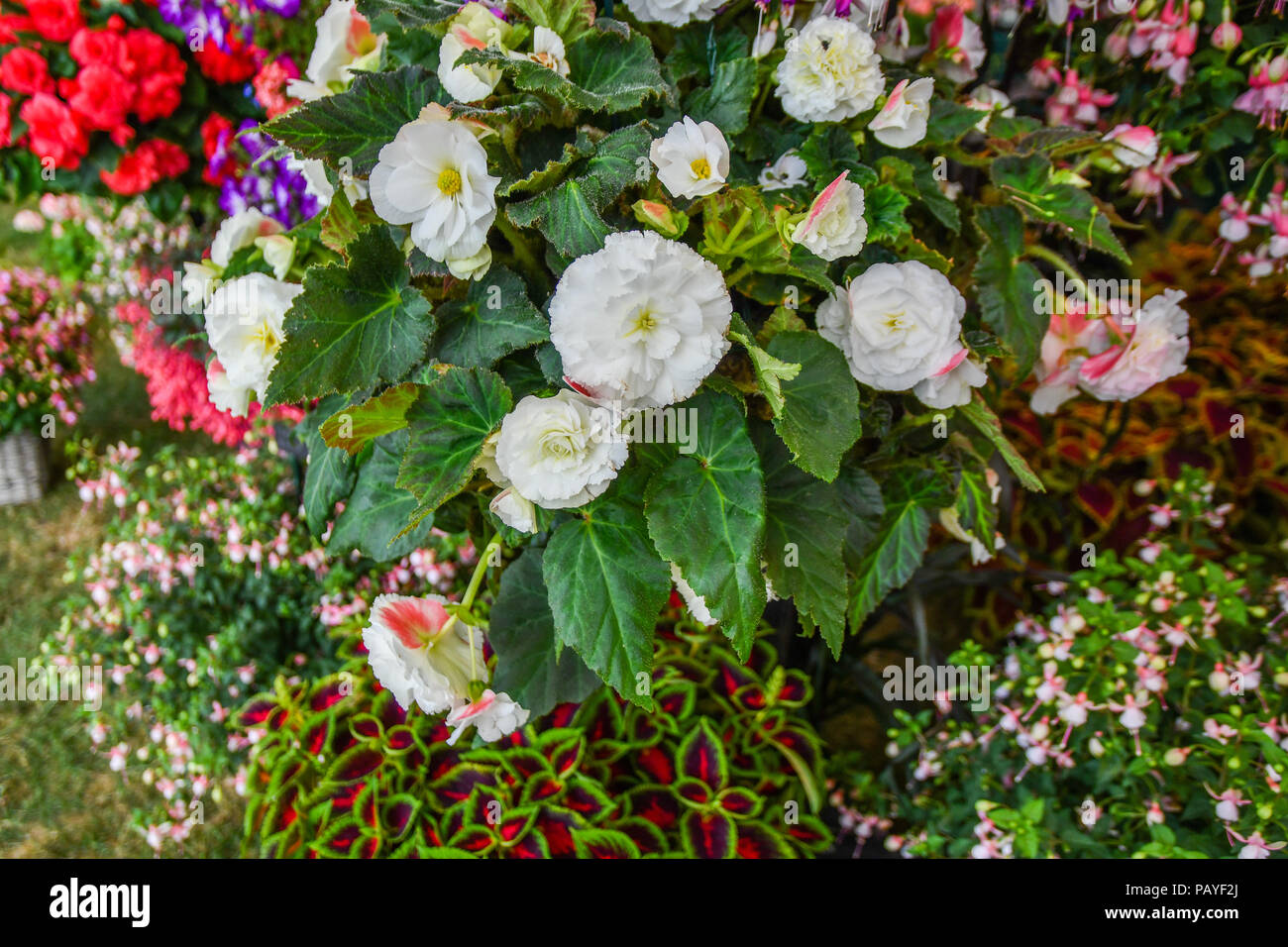 Begonia Pflanzen - Vielfalt - Weiß nicht stoppen Stockfoto