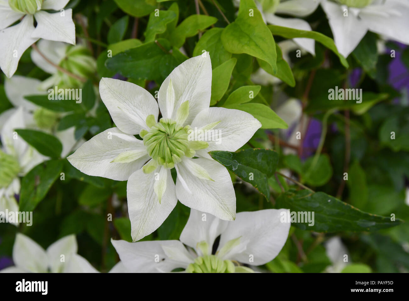 Clematis florida Plena Pflanze in Blüte Stockfoto