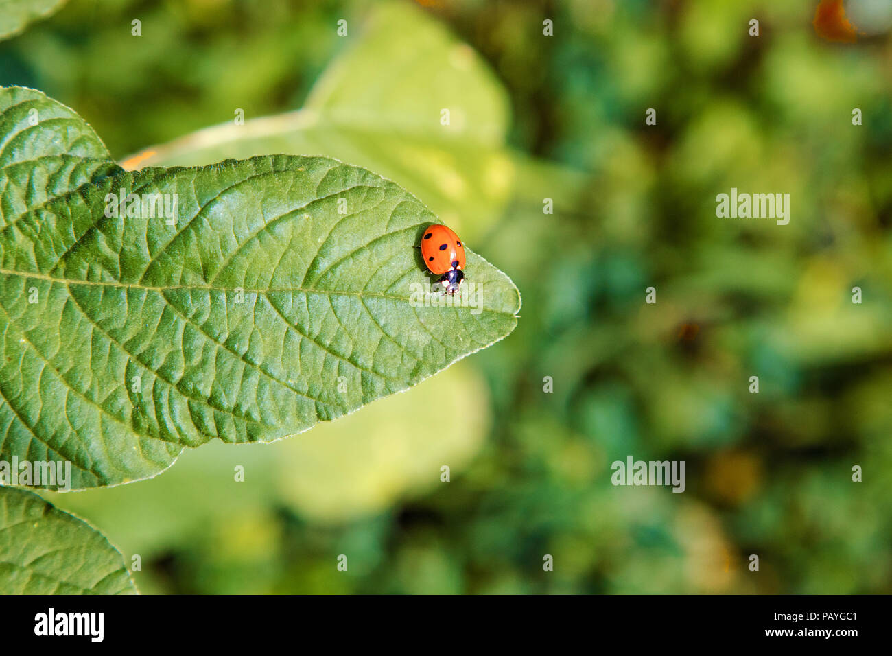 Bild von ein kleines Insekt Marienkäfer sitzt auf einem grünen Blatt Stockfoto