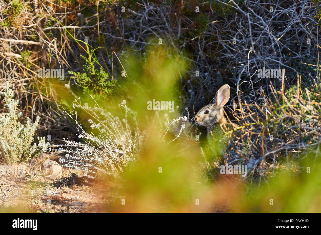 Europäischer Hase (Oryctolagus cuniculus) versteckt in den Büschen bei Can Marroig im Naturpark Ses Salines (Formentera, Balearen, Spanien) Stockfoto