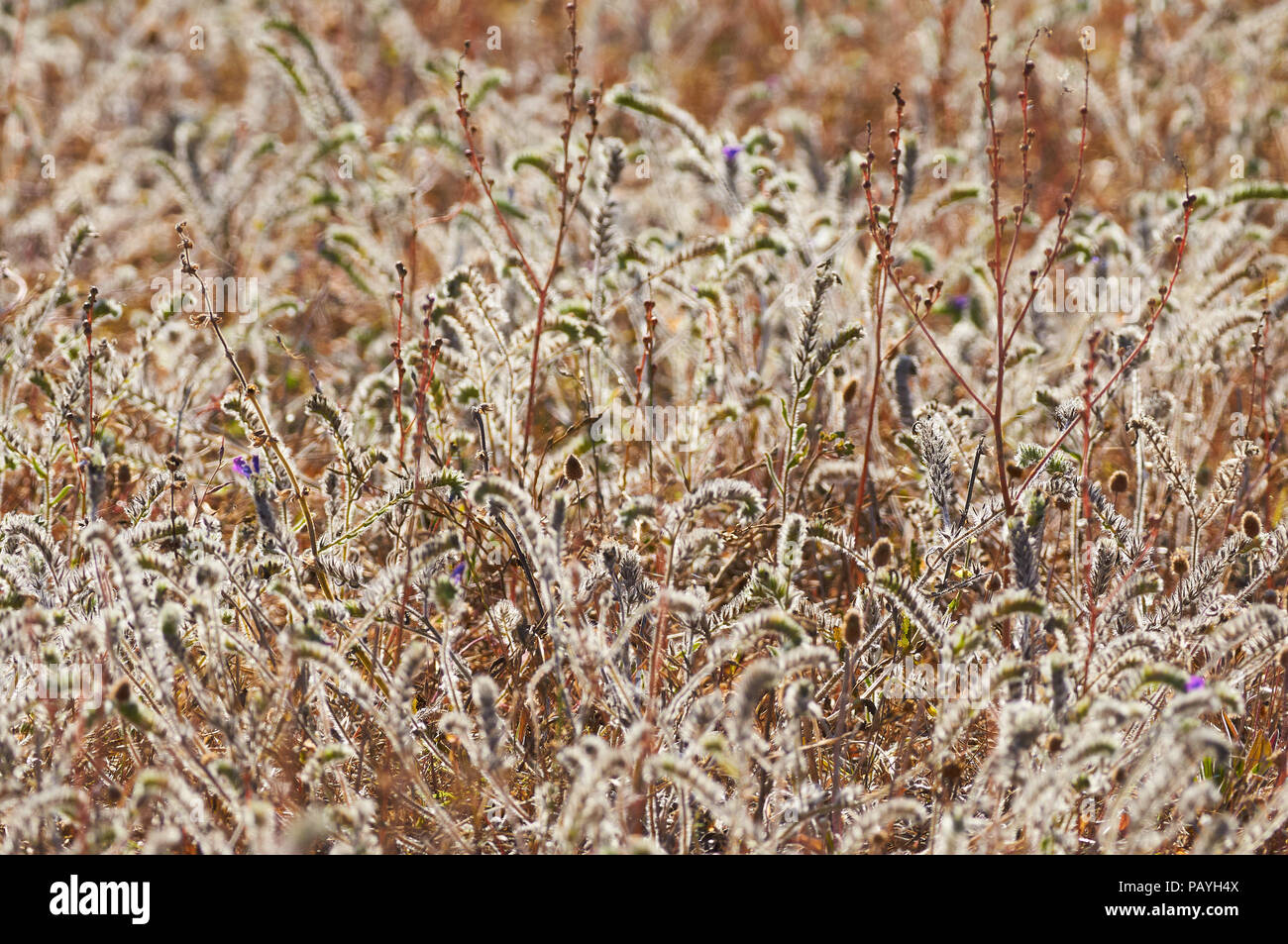 Blühendes Feld voller Sand Viper Glanz (Echium sabulicola) Blumen im Frühjahr im Naturpark Ses Salines (Formentera, Balearen, Spanien) Stockfoto