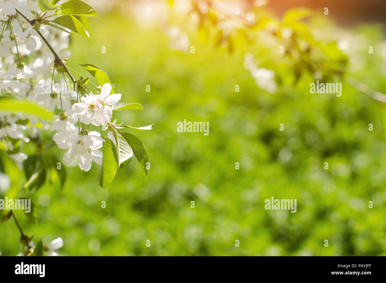 Kirschblüte an einem sonnigen Tag, den Frühling, das Blühen der Bäume, Knospen auf einem Baum, natürliche wallpaper Stockfoto