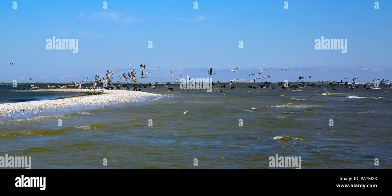 Pelikane Fliegen über dem Meer kosten Stockfoto