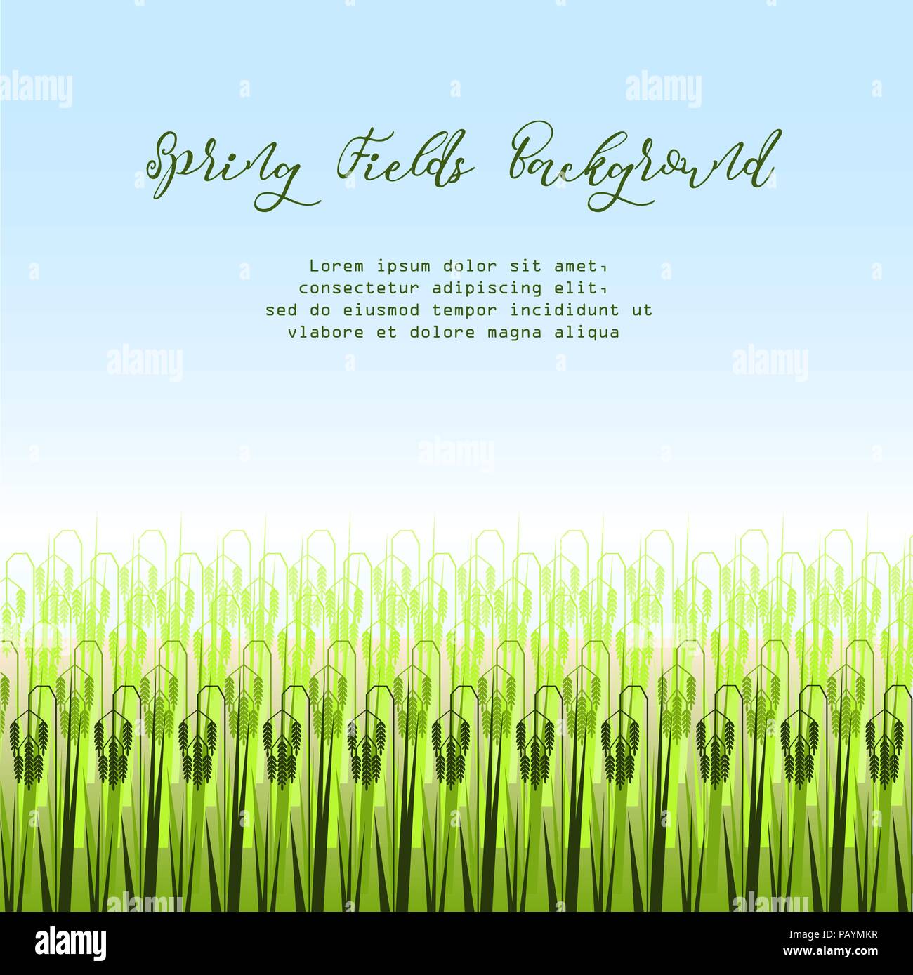 Vector Illustration mit Stilisierten grüne Reisfelder. Hintergrund für Visitenkarten, Banner, Landwirtschaft unternehmen. Stock Vektor