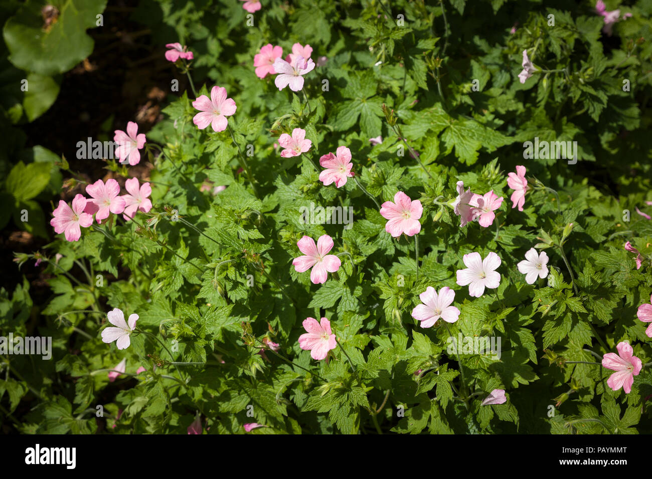 Geranium x oxonianum Rebecca Moss ist ein ordentlich Boden pflanze Blüte im Juni in Großbritannien Stockfoto