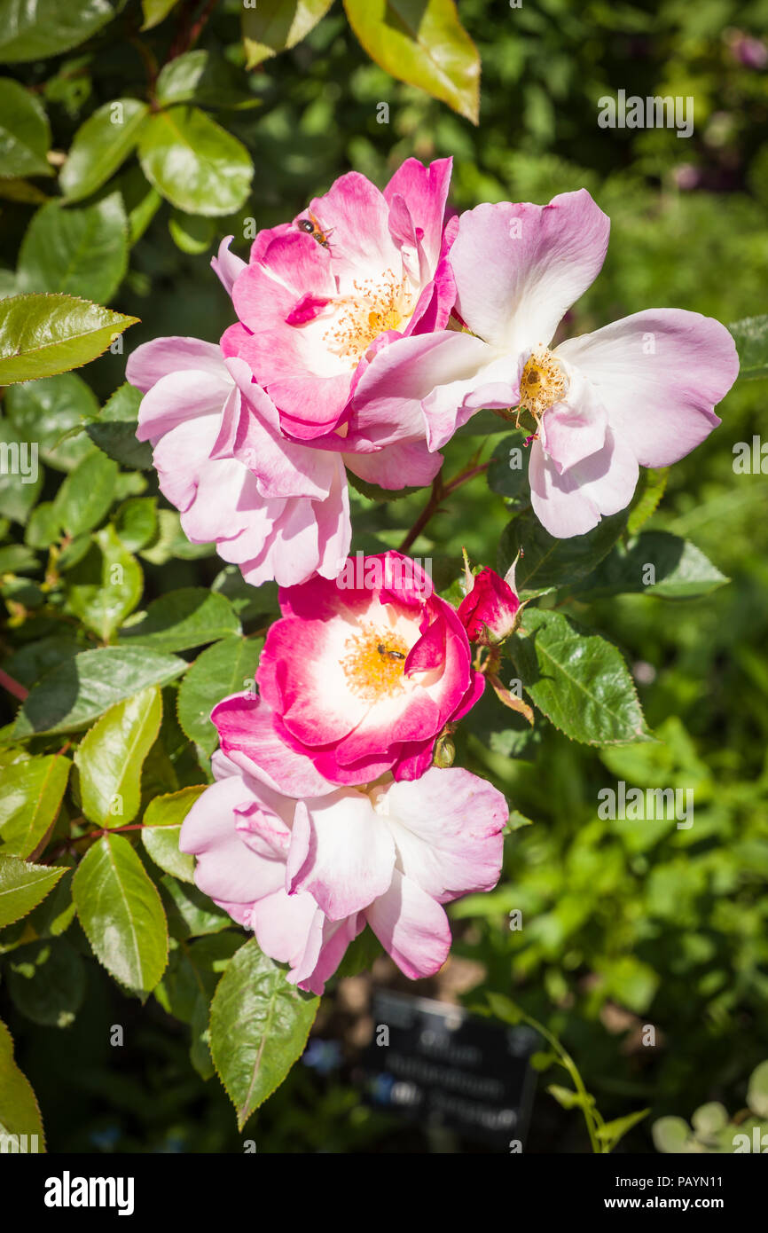 Rosa Erfurt strauch Rose Blüte im Juni in einem Englischen Garten Stockfoto