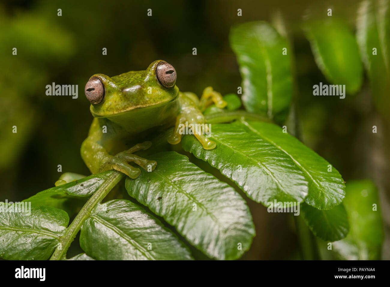 Ein roque Treefrog (Hyloscirtus phyllognathus) ein geheimnisvoller Frosch in hoher Qualität Ströme durch den Dschungel laufen gefunden. Stockfoto