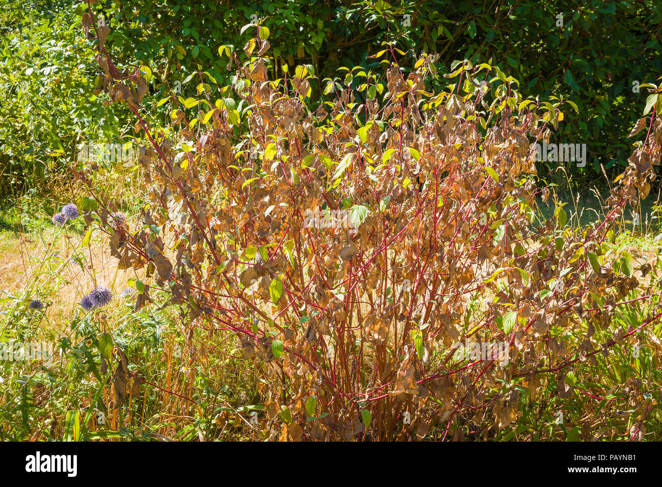 Auswirkungen der Hitzewelle im Juni auf einem cornus Hartriegel, die Blätter sterben vor Herbst Farbe in Wiltshire England Großbritannien Stockfoto