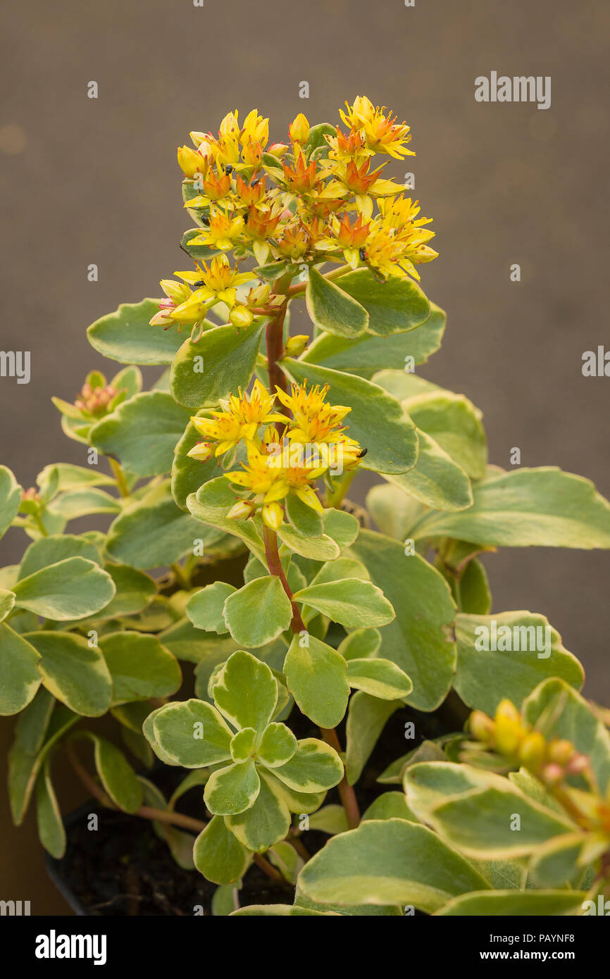 Sedum kamtschaticum Celzam in Blüte im Juni als von einem Englischen Garten Center gekauft Stockfoto