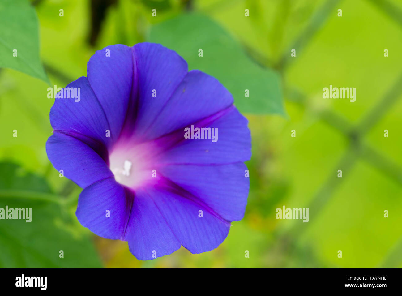 Blau bindweed Blume makro Makro Stockfoto