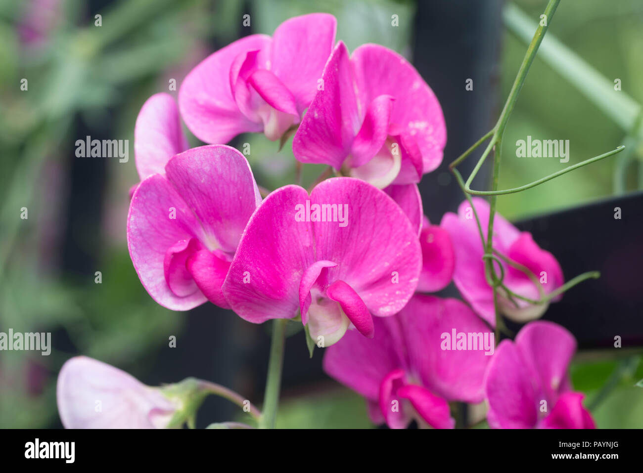 Sweet Pea, Lathyrus Odoratus rosa Blumen Makro selektiven Fokus Stockfoto