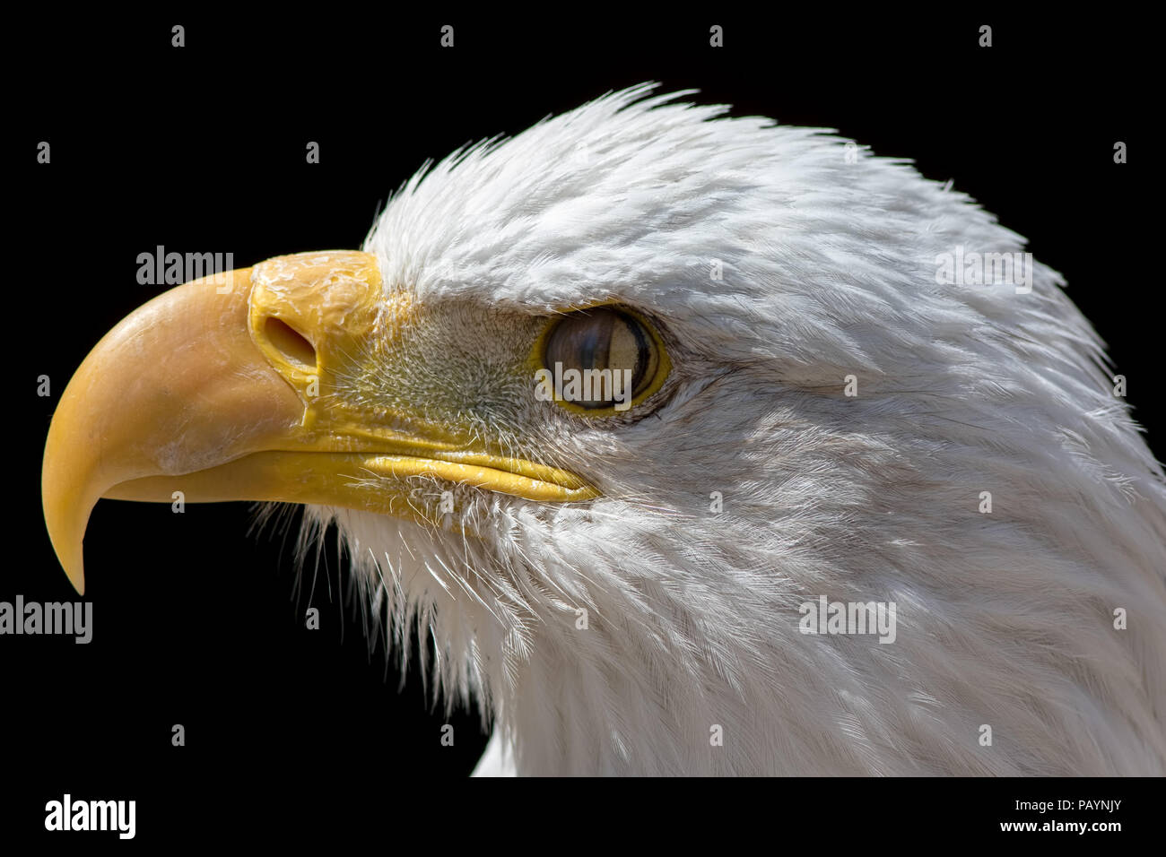 Nictitating Membran der Weißkopfseeadler. Nahaufnahme der Vogelperspektive mit dritten Augenlid schließen. Weißkopfseeadler Kopf im Profil auf schwarzem Hintergrund. Stockfoto