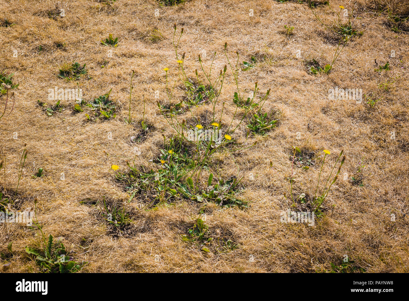 Mehrjährigen Unkräutern in einem englischen Rasen überleben eine längere Hitzewelle besser als Rasen Gras im Juli das stirbt auf der Oberfläche Stockfoto