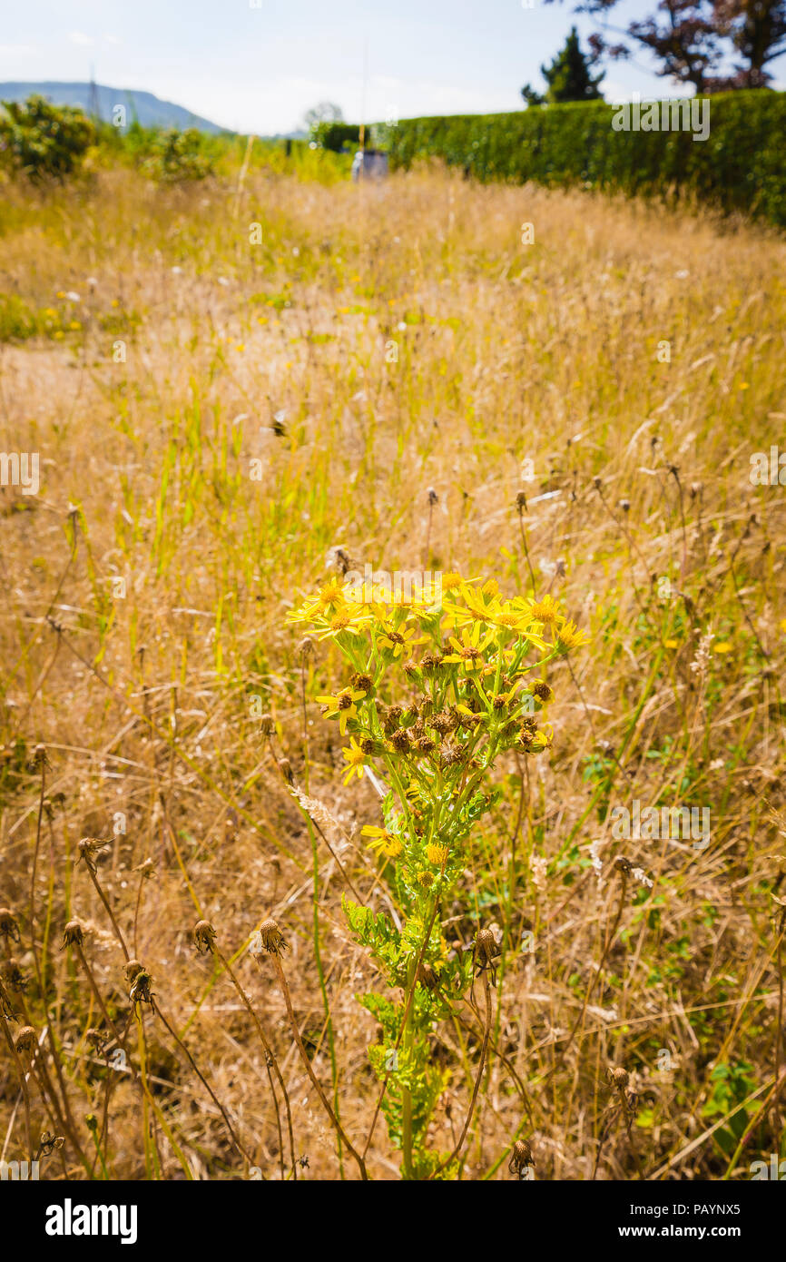 Mehrjährigen Unkräutern (Ragwort) in einem englischen Rasen überleben eine längere Hitzewelle besser als Rasen Gras im Juli das stirbt auf der Oberfläche Stockfoto