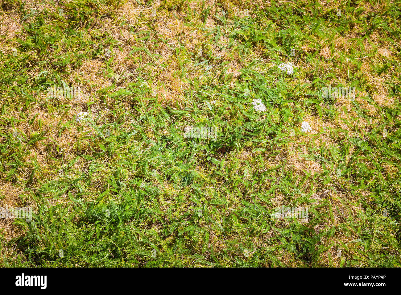 Mehrjährigen Unkräutern (Schafgarbe) in einem englischen Rasen überleben eine längere Hitzewelle besser als Rasen Gras im Juli das stirbt auf der Oberfläche Stockfoto