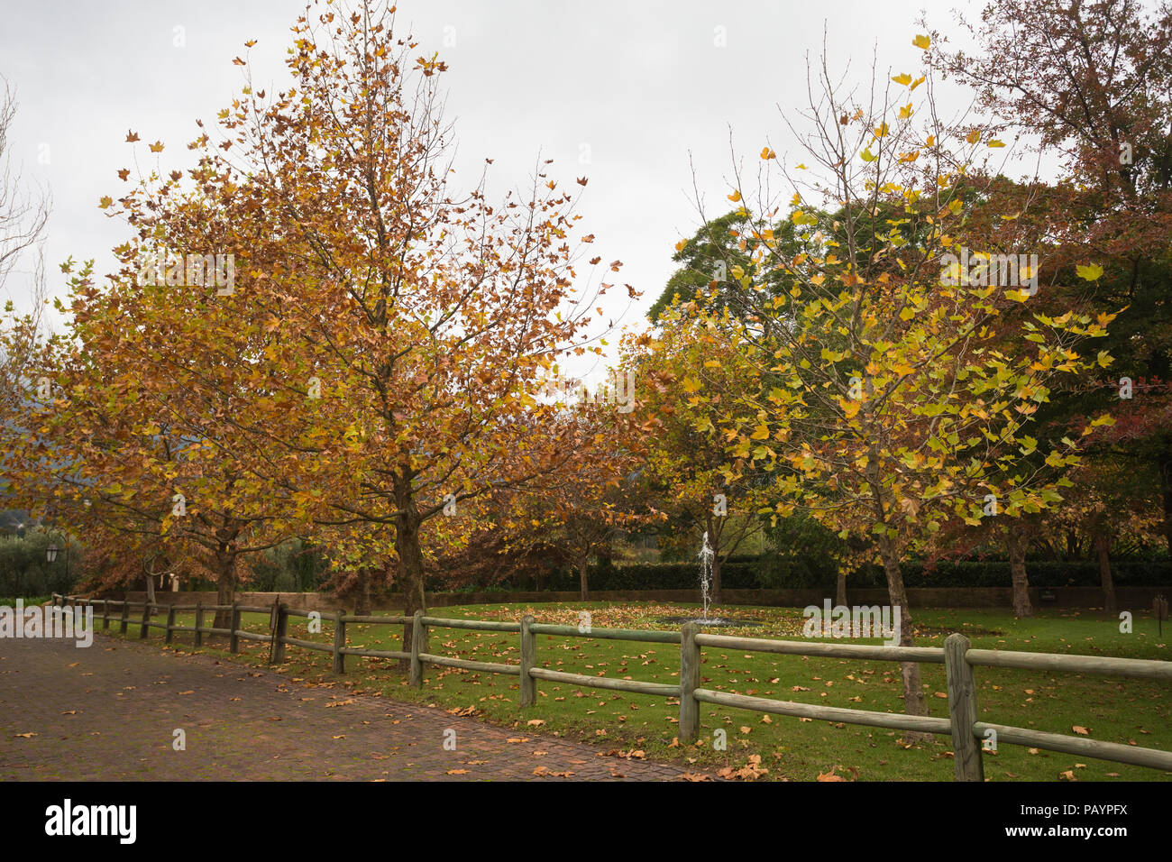 Herbst oder Fallen garten Szene auf einem grauen bewölkten Tag mit Bäumen und Rasen und einem kleinen Teich und Brunnen durch Ziegelstein Auffahrt und einem Holzzaun umgeben Stockfoto