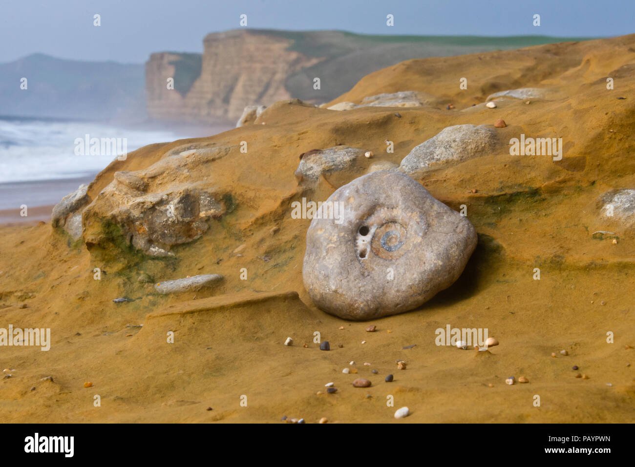Ammoniten im Sandstein Felsen am Strand unten Buton Klippe an der Jurassic Coast in Dorset Stockfoto