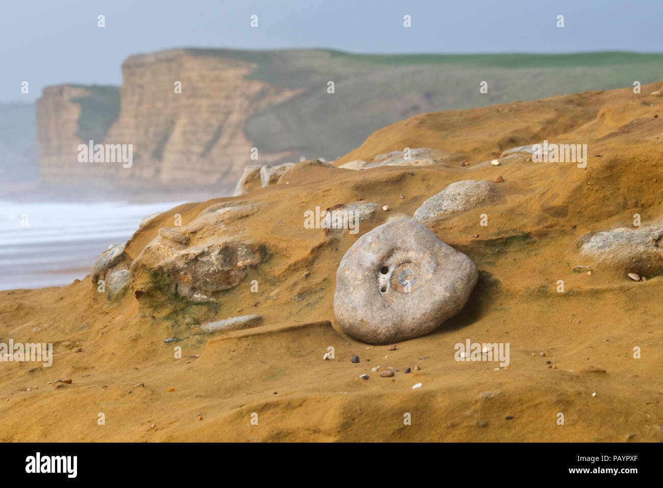 Ammoniten im Sandstein Felsen am Strand unten Buton Klippe an der Jurassic Coast in Dorset Stockfoto