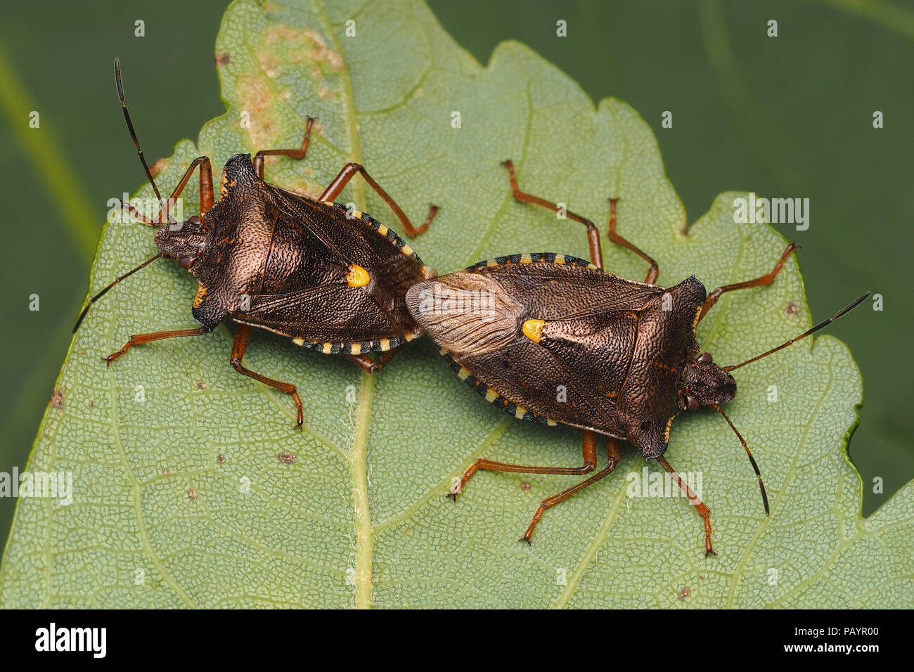 Paarung Wald Shieldbugs (Pentatoma rufipes) auf der Unterseite des Sycamore Blatt. Tipperary, Irland Stockfoto
