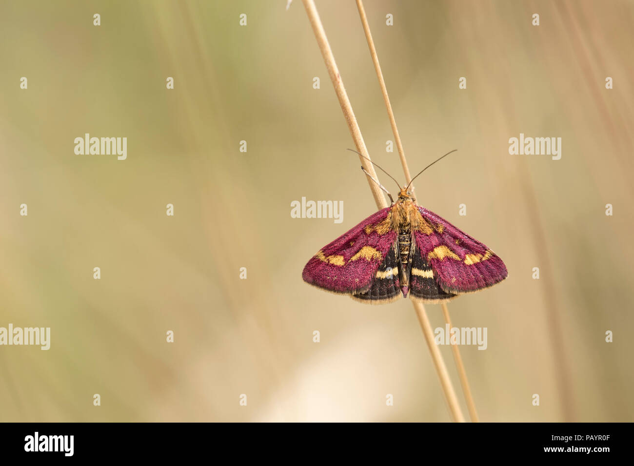 Mint Motte (Pyrausta sp.) thront auf Gras stammen. Tipperary, Irland Stockfoto