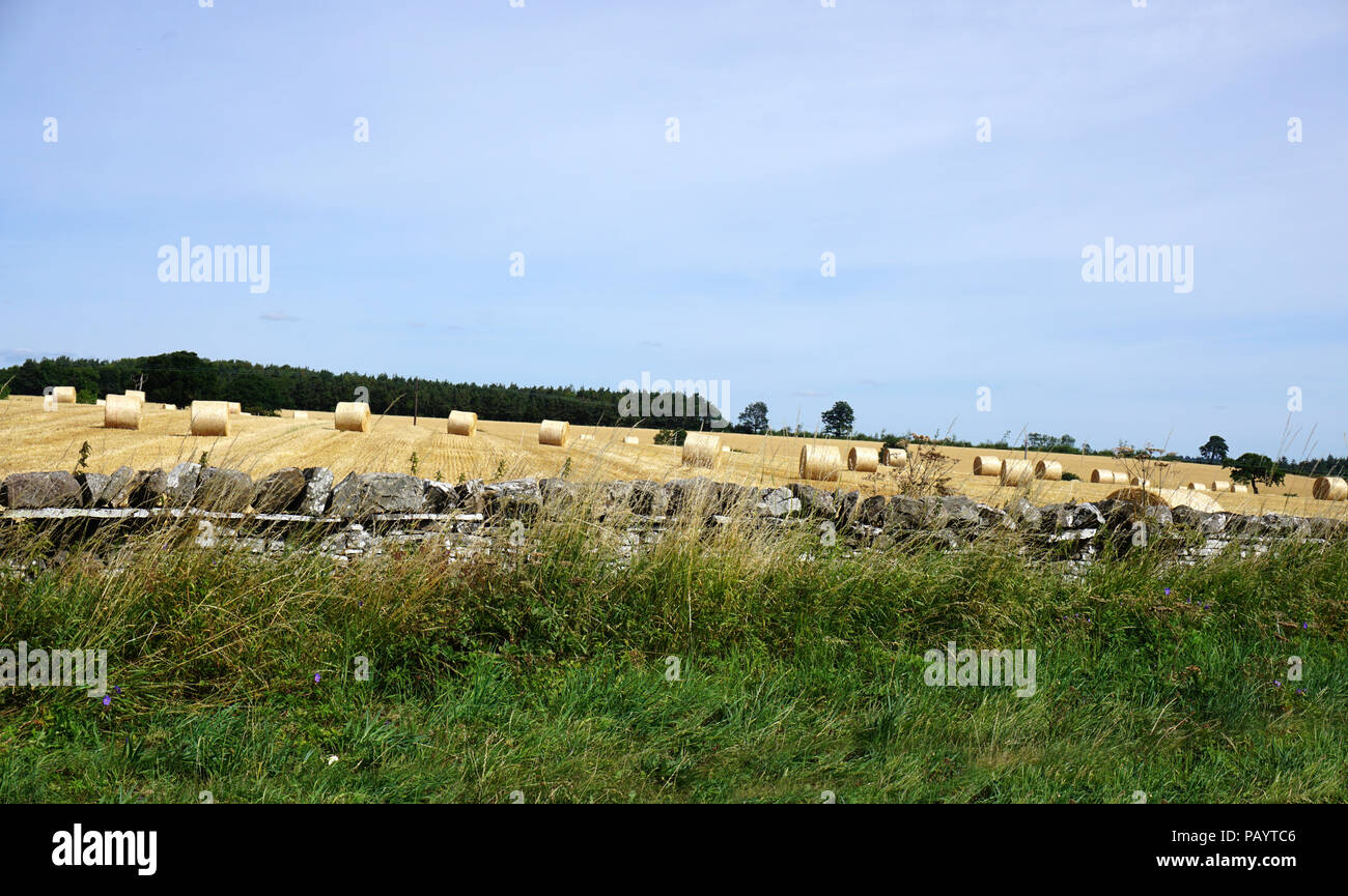 Anfang Juli Ernte Strohballen auf einem Feld in der Nähe von Bedale North Yorkshire Stockfoto