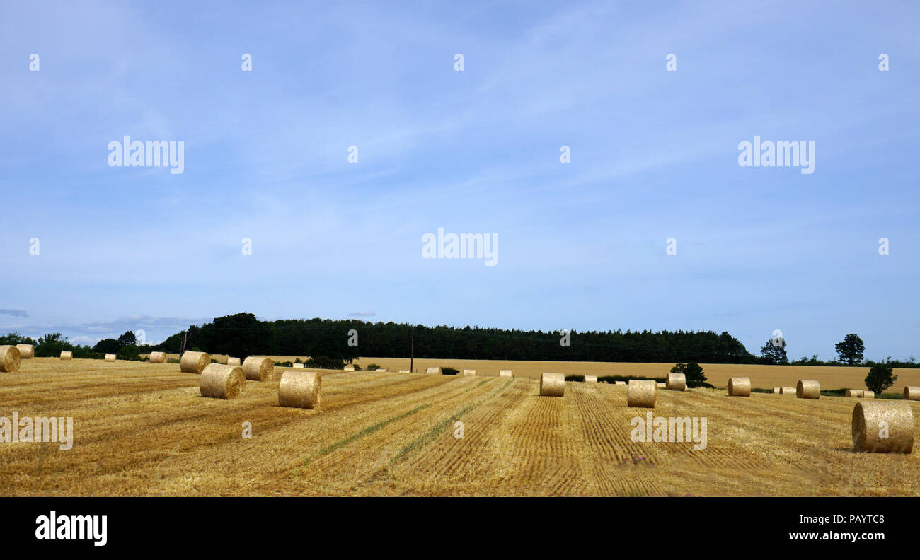 Anfang Juli Ernte Strohballen auf einem Feld in der Nähe von Bedale North Yorkshire Stockfoto