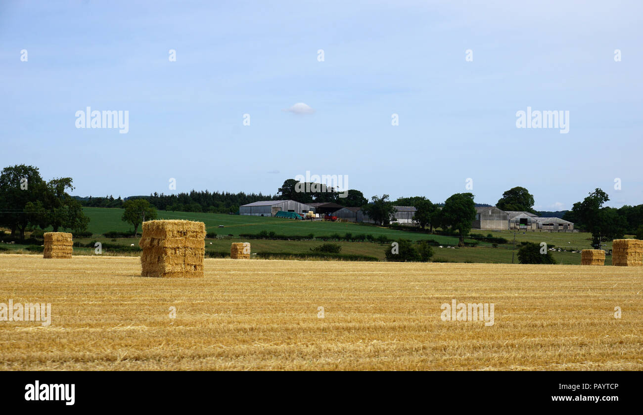 Anfang Juli Ernte Strohballen auf einem Feld in der Nähe von Bedale North Yorkshire Stockfoto