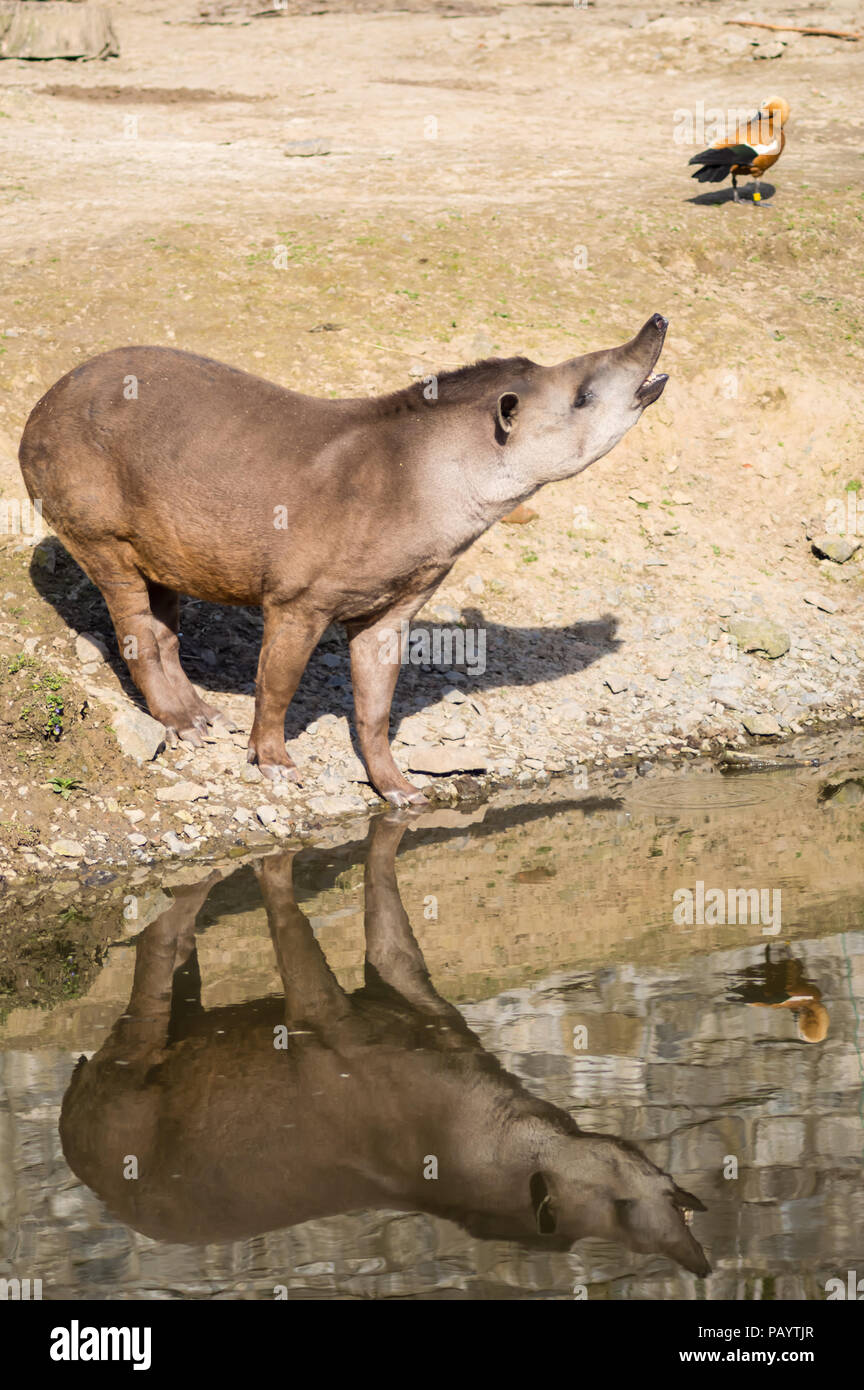 Tapir mit ihr Spiegelbild im Wasser mit einem Hahn in einem Park in Belgien Stockfoto