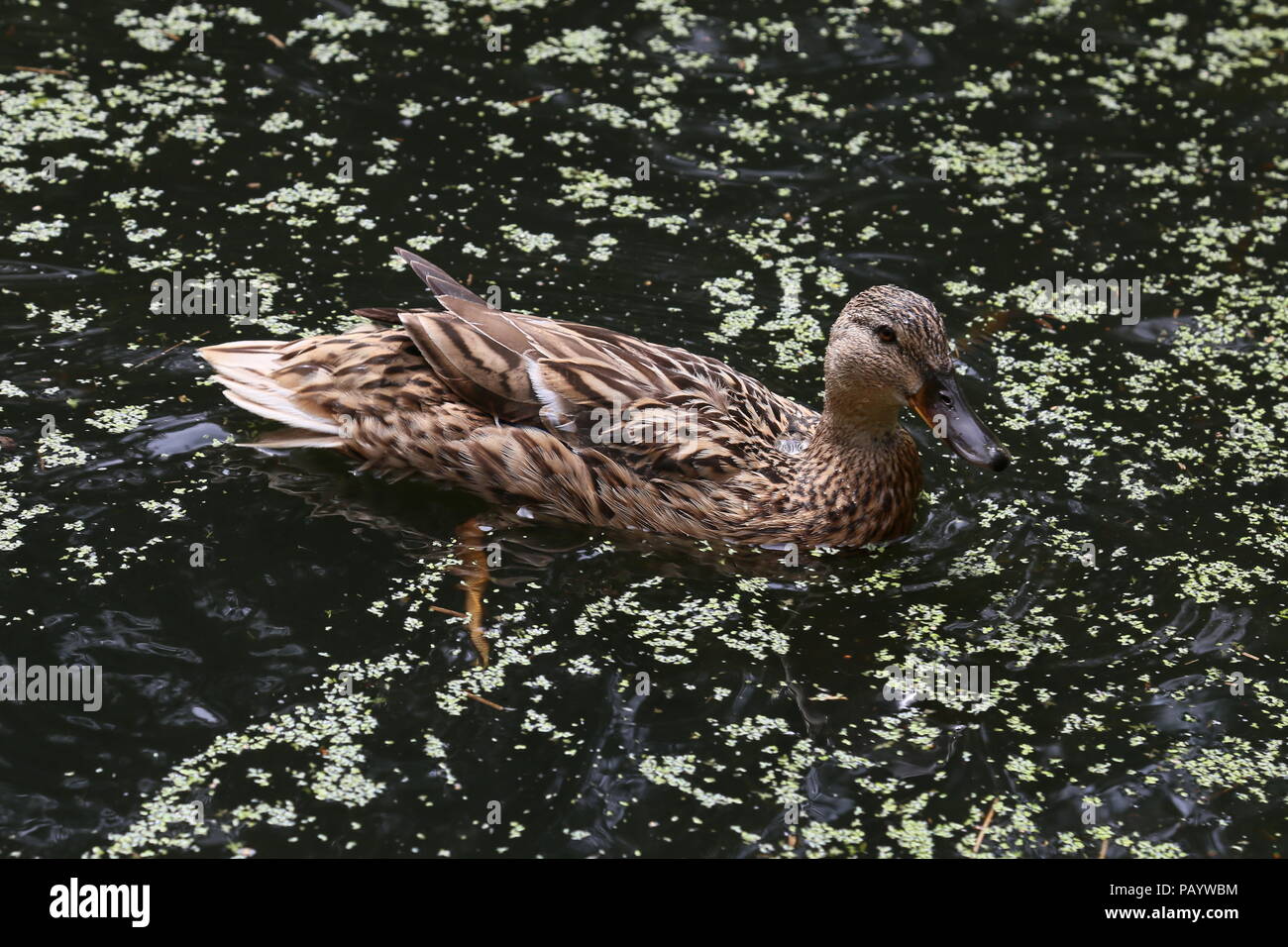 Weibliche Stockente (Anas platyrhynchos), Natur, Center Parcs Woburn Wald, Bedfordshire, England, Großbritannien, USA, UK, Europa Stockfoto