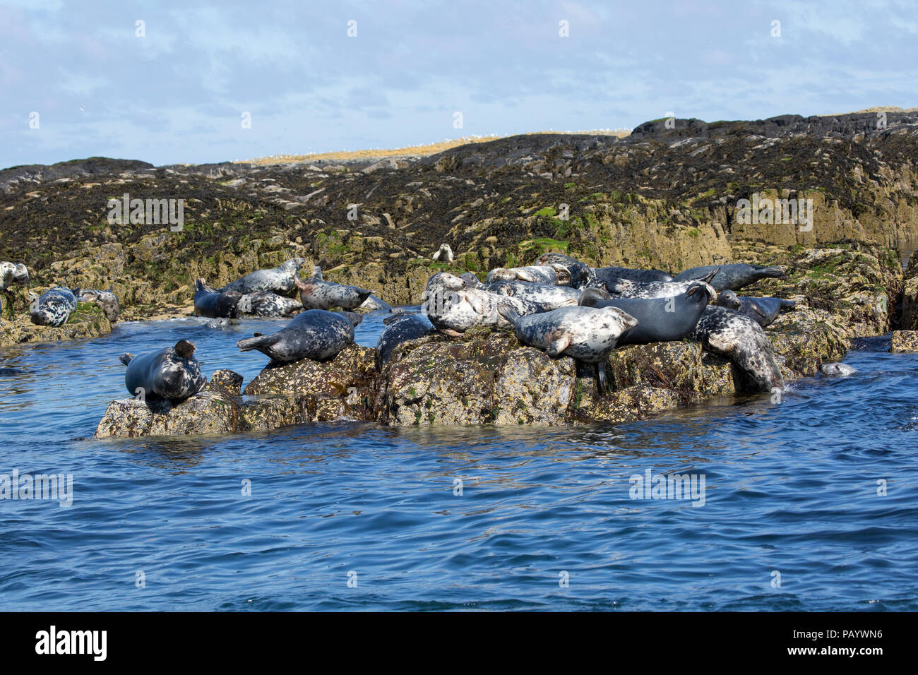 Nach Kegelrobbe Halichoerus grypus Sonnenbaden auf den Felsen Farne Islands Northumberland, Großbritannien Stockfoto