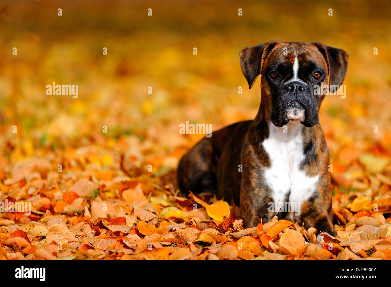 Deutscher Boxer Hund Stockfoto
