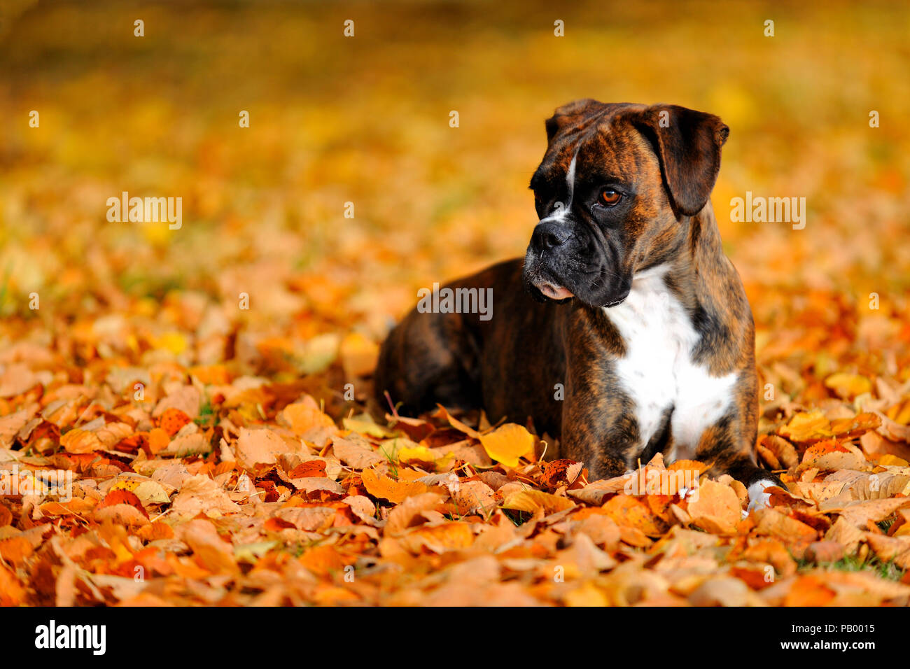 Deutscher Boxer Hund Stockfoto