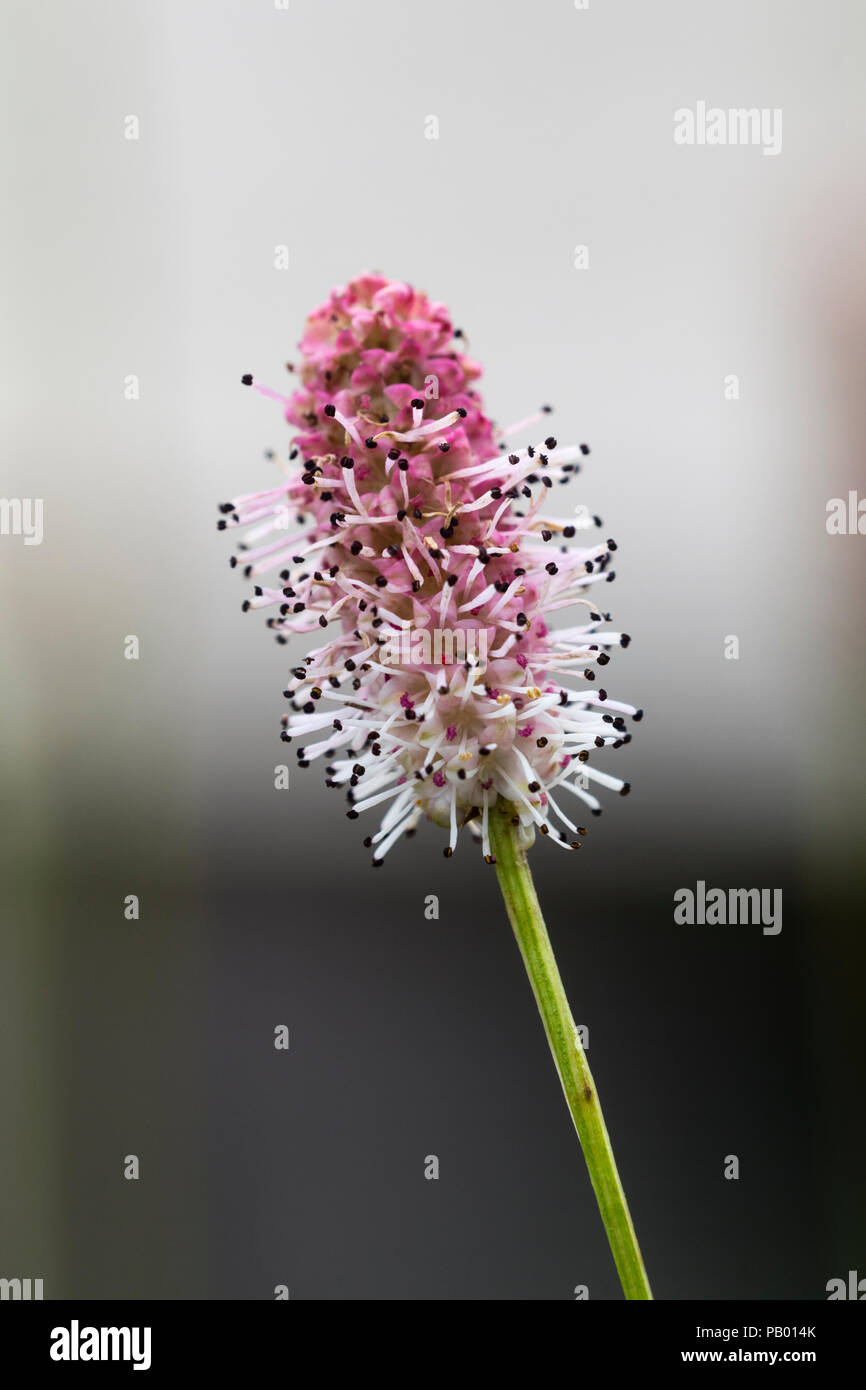 Nahaufnahme der einzelnen Blume spike der Hardy, Sommer blühende perenial, Sanguisorba officinalis 'Pink Tanna' Stockfoto