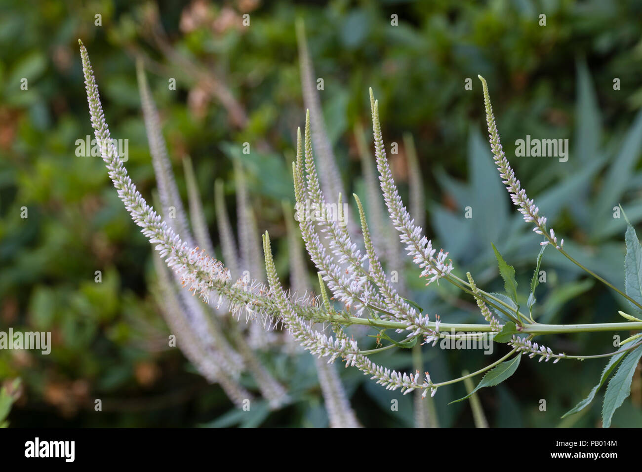 Dünne Spitzen der Blüte, pale pink mehrjährig, Veronicastrum virginicum f. roseum 'Pink Glow' Stockfoto