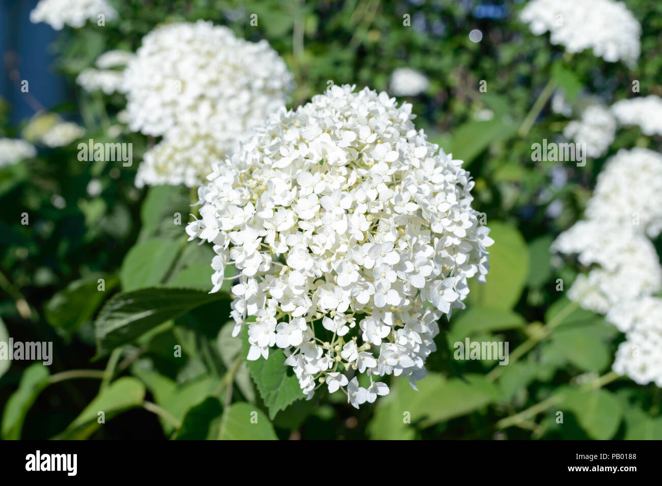 Schone Weisse Hortensie Garten Blumen Straucher Stockfoto Bild