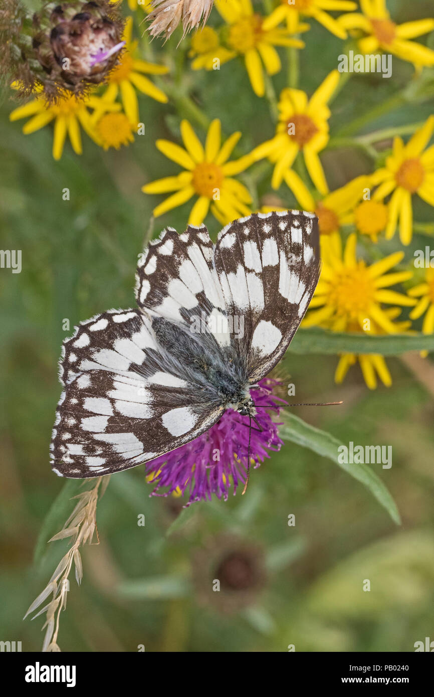 Schachbrettfalter (Melanargia galathea) Fütterung auf flockenblume Stockfoto