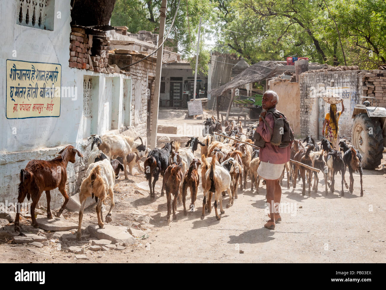 Indische Ziege Herder zu Fuß durch das Dorf mit Ziegen Stockfoto