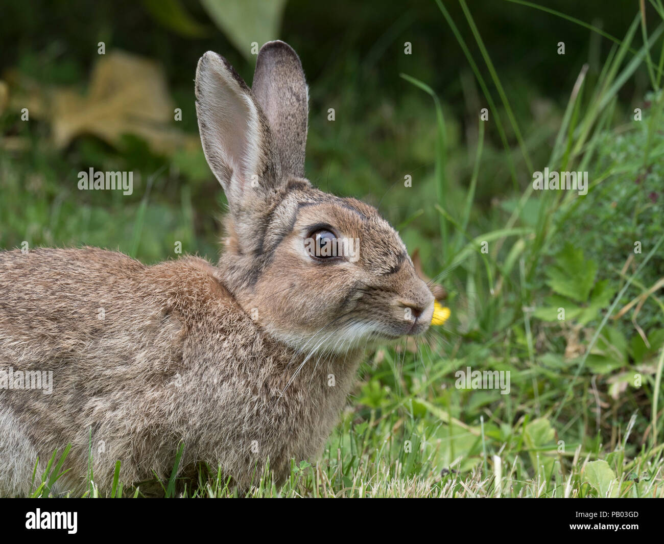 Europäische Kaninchen, Oryctolagus cuniculus, Portrait eines Alleinstehenden. Worcestershire, Großbritannien. Stockfoto