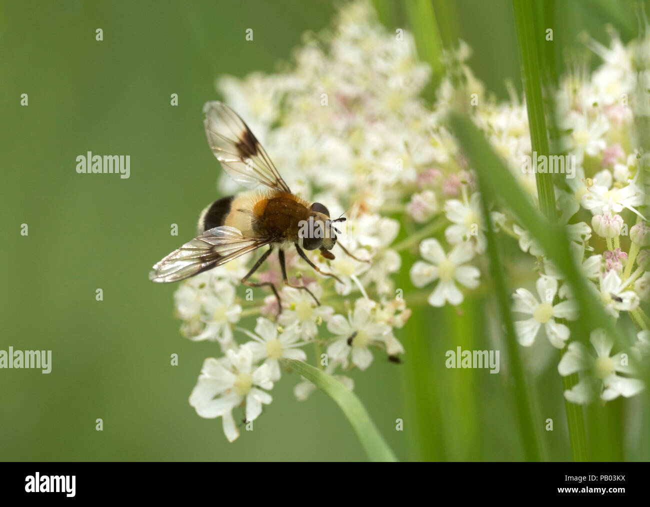Hoverfly, Leucozona lucorum, Alleinstehenden weiblichen Fütterung auf, Worcestershire, Großbritannien. Stockfoto