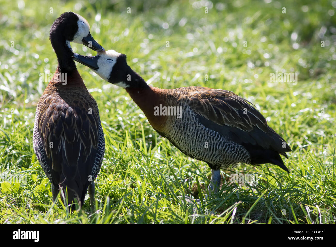 Liebe Vögel. Süße liebevolle Tier Paar. Liebevolle bindung Paar weiße - Pfeifen konfrontiert Enten (Dendrocygna viduata) Küssen, wie sie pflegen. Stockfoto