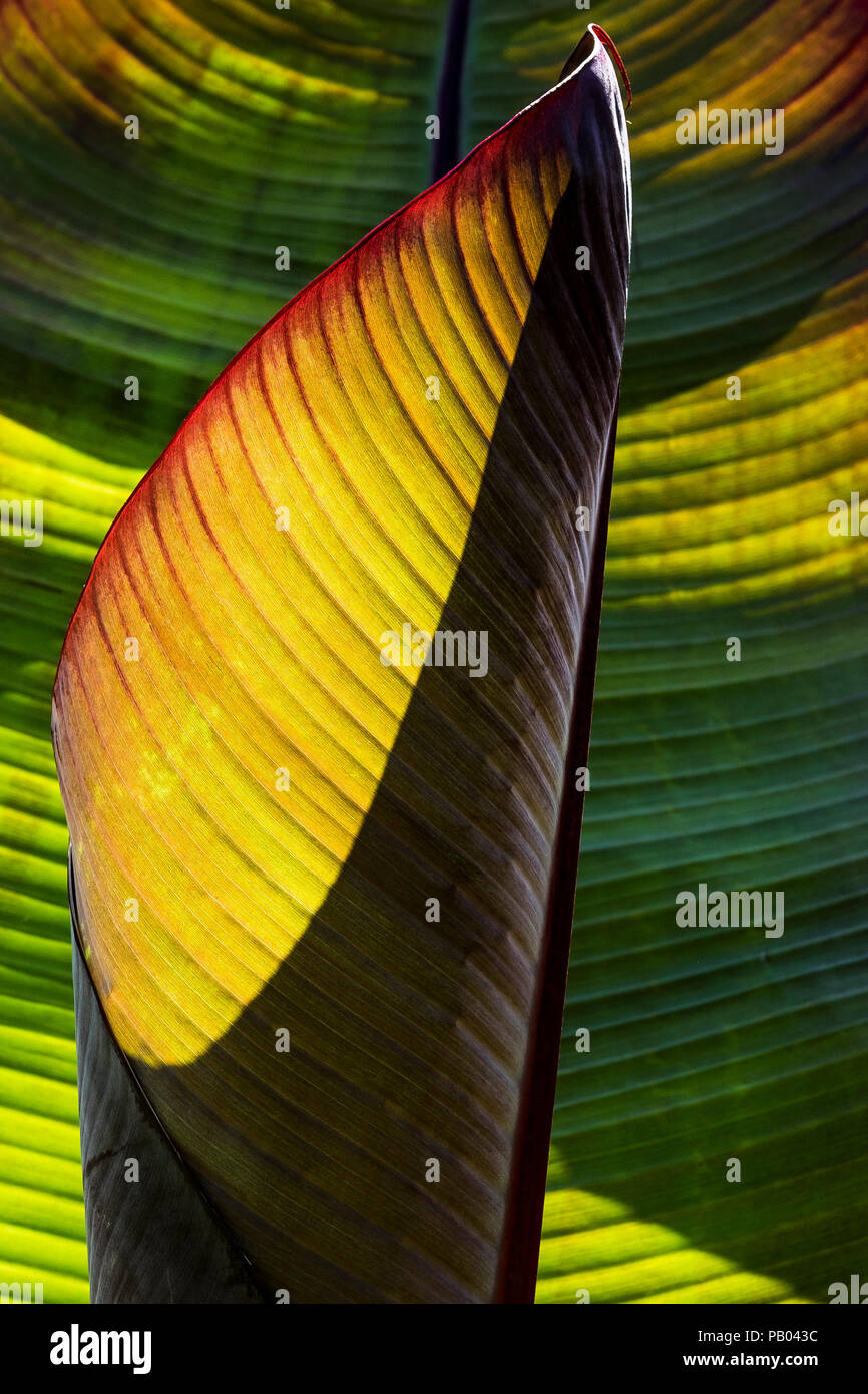 Sonnenlicht durch die Beleuchtung der Blätter einer Bananenstaude. Stockfoto