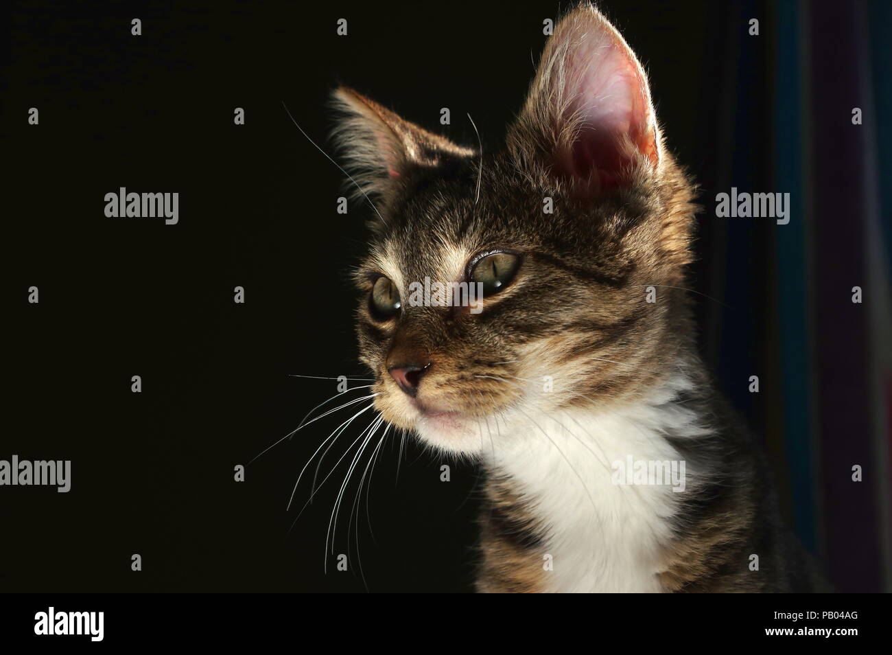 Tabby kitten und dunklen Hintergrund Stockfoto