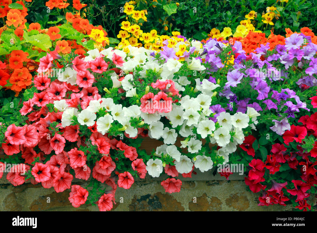 Petunien, Garten, Wand, Dark Pink, Rot, Orange, Lila, Gelb, verschiedene Farben, Petunia, mehrfarbig, gemischte Farbe Stockfoto
