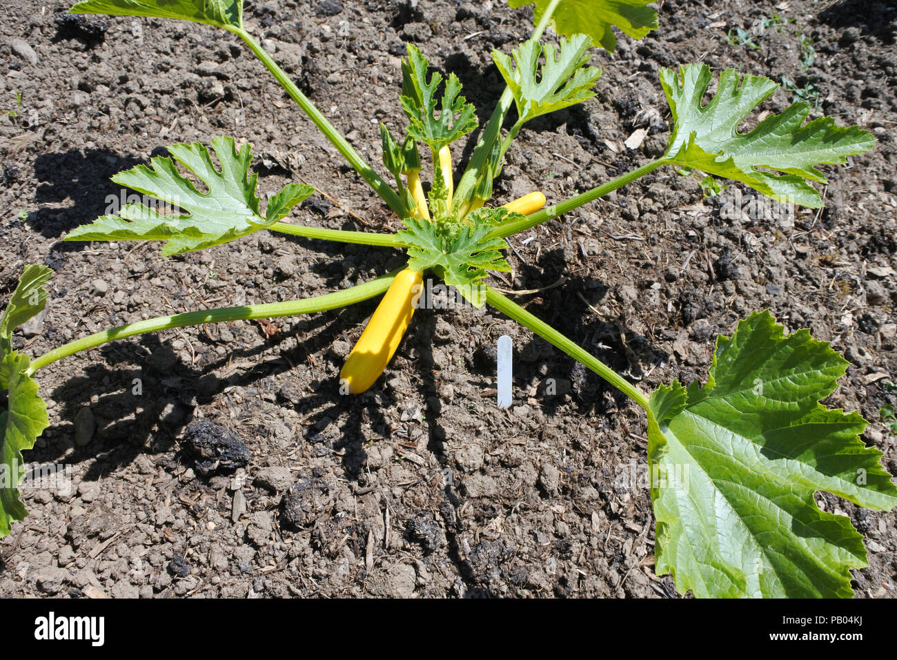 Junge Zucchini/Knochenmark Pflanzen in eine englische Küche Garten wachsenden - Johannes Gollop Stockfoto